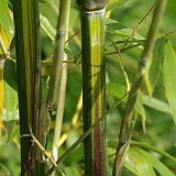 Phyllostachys aureosulcata ABS 5-2012.JPG